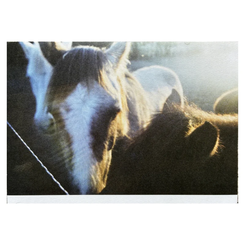 chevalz — image 3